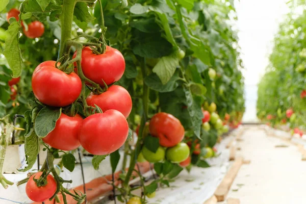 Tomates Amadurecem Uma Estufa Crescer Numa Quinta Biológica Vista Longo Imagem De Stock