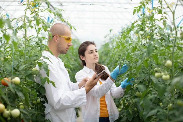 Cientistas Masculinos Femininos Agricultores Inspecionam Crescimento Plantas Tomate Hidropônico Imagens Royalty-Free