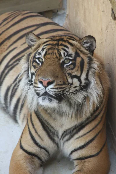 Sibirya Kaplanları, Panthera tigris altaica. DaNgEReOuS