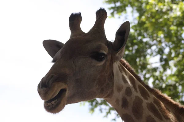 Tête Girafe — Photo