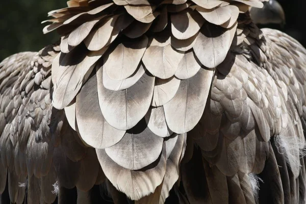 Eagle Feather Beauty Detail — Stock Photo, Image