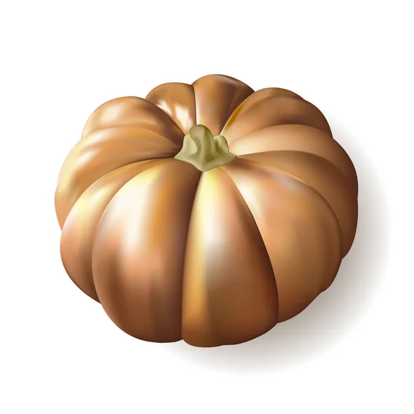Ripe Autumn Pumpkin White Background Vector Illustration — Stock Vector