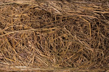 karanlık bir arka plan üzerinde fare