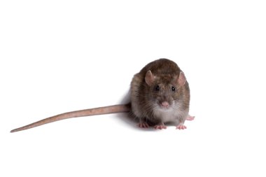 sıçan yakın izole beyaz adam Tarih kadar