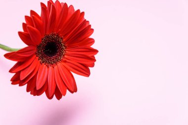 Metin için yer ile pembe arka plan üzerinde kırmızı krizantem çiçeği