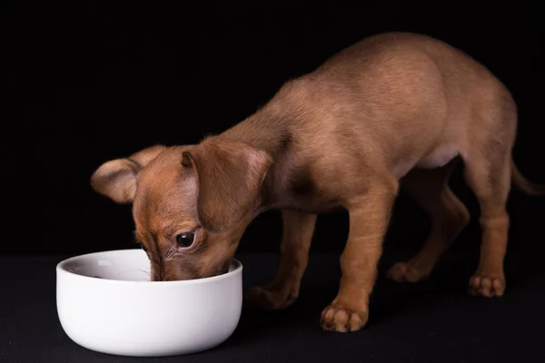 Cachorrinho anão dachshund em um fundo preto — Fotografia de Stock