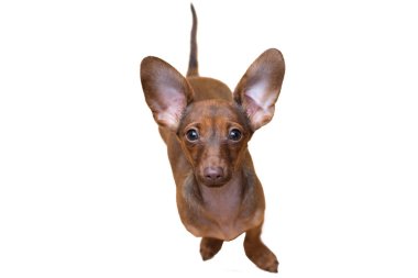 Dachshund yavrusu yakın. Pet. Sevimli köpek izole