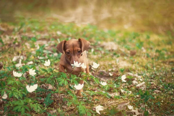 Dachshund puppy in spring with the first flowers in the park. Ch — Stock Photo, Image