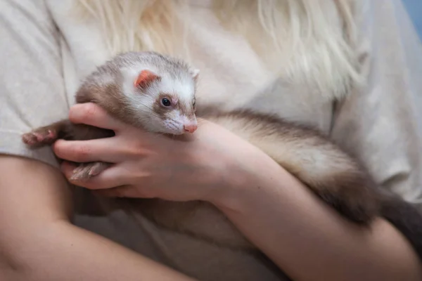 Furet jeune assis sur ses mains. amitié animal et homme . — Photo