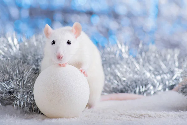 Happy New Year! Symbol of New Year 2020 - white or metal (silver) rat. Cute rat with Christmas decorated