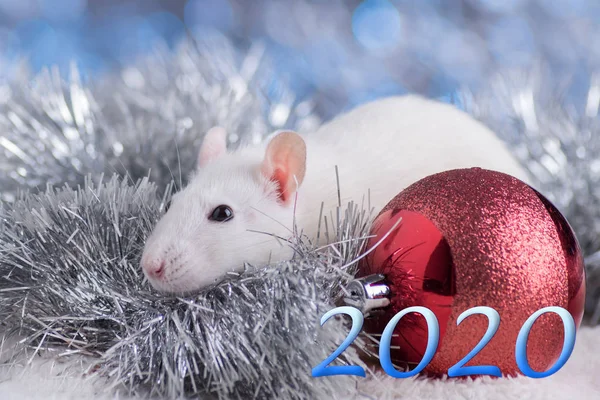 Happy New Year! Symbol of New Year 2020 - white or metal (silver) rat. Cute rat with Christmas decorated