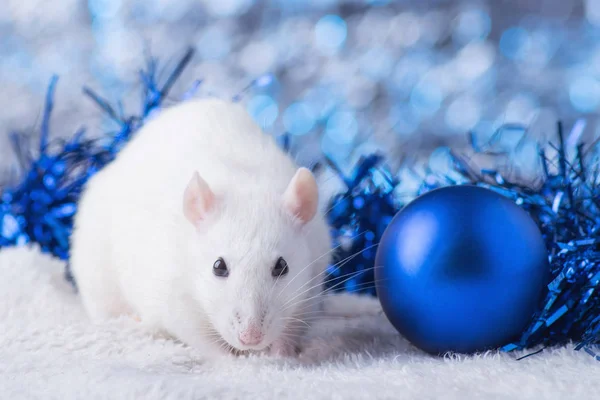 ¡Feliz Año Nuevo! Símbolo del Año Nuevo 2020 - rata blanca o metálica (plata). Linda rata con Navidad decorada — Foto de Stock