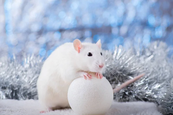 ¡Feliz Año Nuevo! Símbolo del Año Nuevo 2020 - rata blanca o metálica (plata). Linda rata con Navidad decorada — Foto de Stock