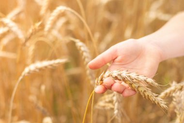 Buğday tarlası. Altın buğday kulakları yakında. Güzel Doğa Günbatımı Manzarası. Parlayan Güneş Işığı Altında Kırsal Manzara. Olgunlaşan çayırlık buğday tarlalarının arka planı. Zengin hasat kavramı