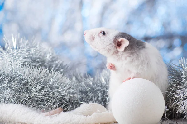 Concepto de Año Nuevo. Bonita rata blanca doméstica en una decoración de Año Nuevo. El símbolo del año 2020 es una rata. Regalos, juguetes, guirnaldas, ramas de árboles de Navidad — Foto de Stock