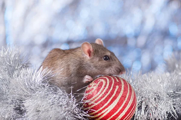 Concepto de Año Nuevo. Bonita rata blanca doméstica en una decoración de Año Nuevo. El símbolo del año 2020 es una rata. Regalos, juguetes, guirnaldas, ramas de árboles de Navidad — Foto de Stock