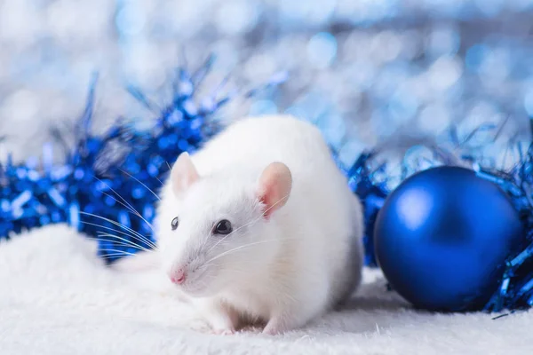 ¡Feliz Año Nuevo! Símbolo del Año Nuevo 2020 - rata blanca o metálica (plata). Linda rata con Navidad decorada — Foto de Stock