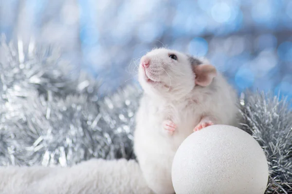Concepto de Año Nuevo. Bonita rata blanca doméstica en una decoración de Año Nuevo. El símbolo del año 2020 es una rata. Regalos, juguetes, guirnaldas, ramas de árboles de Navidad — Foto de Stock