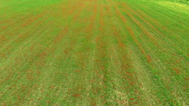 Hava: uçan kırmızı haşhaş meadows, Tarım Meslek, yukarıdan aşağıya gür yeşil kırmızı alanların, sprintime köy ve çiftlik turizmi kırsal görünümü