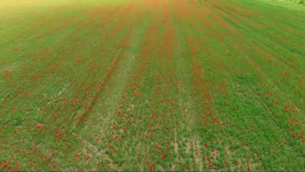 Воздух Пролет Над Красными Маковыми Лугами Занятие Сельского Хозяйства Сверху — стоковое видео