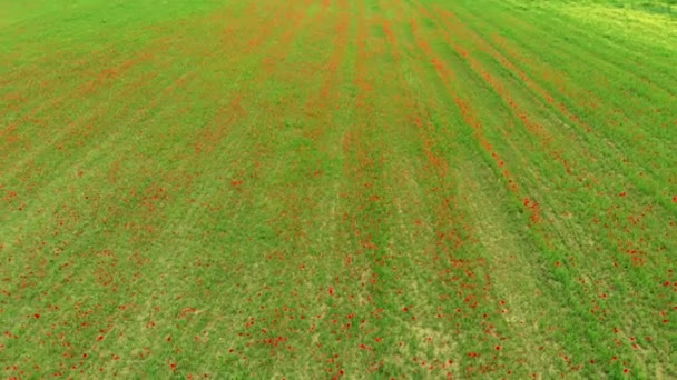 航空写真 赤いケシの牧草地 農業職業 トップダウン ビュー緑豊かな緑赤のフィールド Sprintime 農地の田園地帯の上空を飛行 — ストック動画