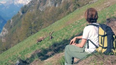 Yabani hayvanlar ve bitkiler üzerinde Alps, otlatma çim dağ yamacında, Capra Ibex büyük boynuzlu dağ keçisi bakarak kadın hiker bahar