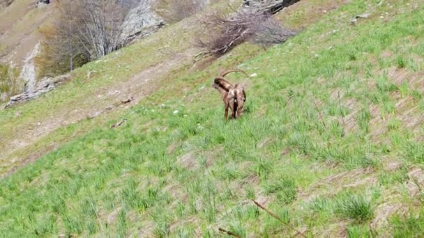 成年雄性野山羊抓自己为 Sprintime 蜕皮卡普拉山羊与大角 野生动物在阿尔卑斯 — 图库视频影像