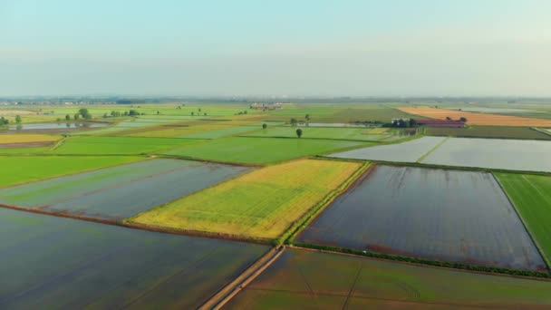 Aeronáutica Sobrevoando Arrozais Campos Cultivados Inundados Terras Agrícolas Campo Italiano — Vídeo de Stock