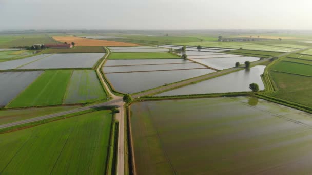 Aeronáutica Sobrevoando Arrozais Campos Cultivados Inundados Terras Agrícolas Campo Italiano — Vídeo de Stock