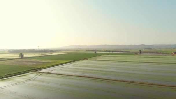 Aérea Volando Sobre Arrozales Campos Cultivados Inundados Campo Rural Rural — Vídeos de Stock