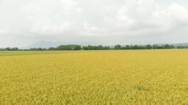 Aérea Volar Sobre Campos Trigo Cultivados Campo Rural Ocupación Agrícola — Vídeo de stock