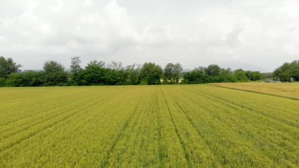 航空写真 栽培小麦のフィールド農地農村田園地帯 農業職業 トップダウン ビュー ゴールデン作物のピエモンテ イタリアの Sprintime の上を飛んでください — ストック動画