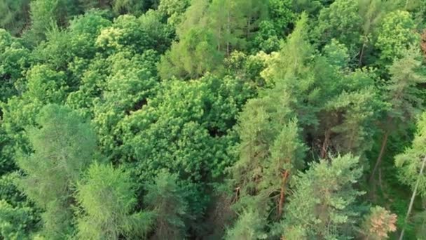 Hava Uçan Bahar Zümrüt Yeşil Orman Ormanlık Kuşbakışı Göz Yukarıdan — Stok video