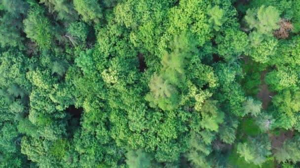 Aerial Flying Emerald Green Forest Woodland Springtime Bird Eye Top — Stock Video
