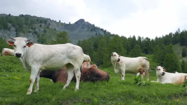 Стадо Телят Крупного Рогатого Скота Пасутся Пастбищах Итальянских Альпах — стоковое видео