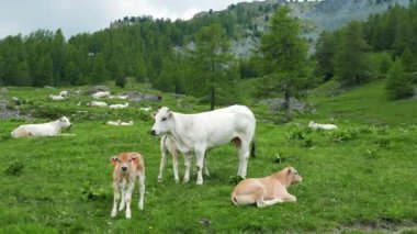 Dana sürüsü İtalyan Alpleri'nde mera üzerinde otlatma sığır inek
