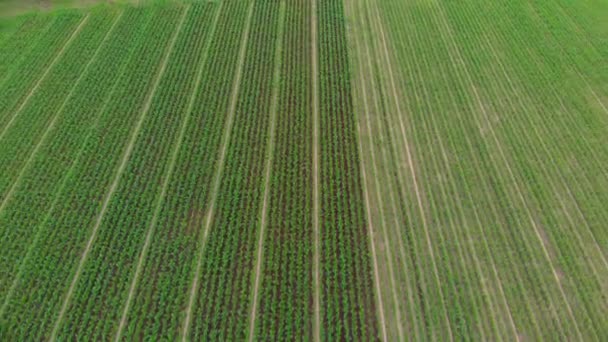 Aeronave Trator Que Trabalha Campos Cultivados Terras Agrícolas Ocupação Agrícola — Vídeo de Stock