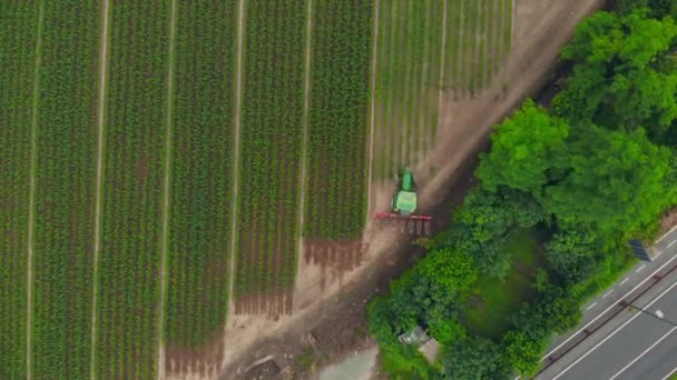 航空写真 トラクター耕作農地 農業職業 トップダウン ビュー緑豊かな緑の穀物のイタリアの Sprintime に取り組んで — ストック動画