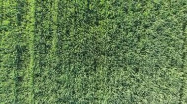 Hava: ekili alanları tarım arazileri kırsal üzerinde uçan, Tarım Meslek, yemyeşil yeşil tahıl görünümünü üst bitkileri, Piedmont, İtalya için sprintime. Yerel D-Cinelike renk profili yetersiz.