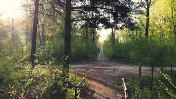 Caminho Dentro Floresta Montanha Caminhando Floresta Estação Primavera Florescendo Verde — Vídeo de Stock