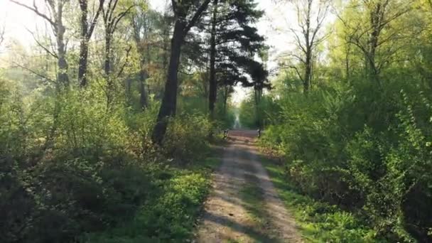 Caminho Dentro Floresta Montanha Caminhando Floresta Estação Primavera Florescendo Verde — Vídeo de Stock