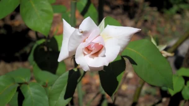 Rosafarbene Rosenblüte Die Wind Leuchtet Nahaufnahme Des Heimischen Gartens Hintergrund — Stockvideo