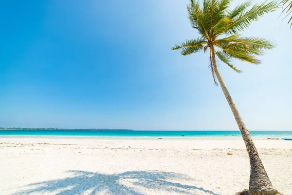 Beyaz Kum Plaj Hindistan Cevizi Ağaçları Palmiye Yaprak Turkuaz Mavi — Stok fotoğraf