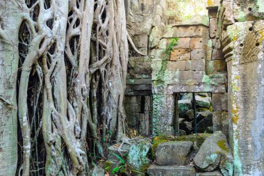 Hedef Kamboçya Angkor tapınakları, doğaya karşı insan binalar, intikamı kucaklayan Ta Prohm ünlü orman ağaç kökleri seyahat.