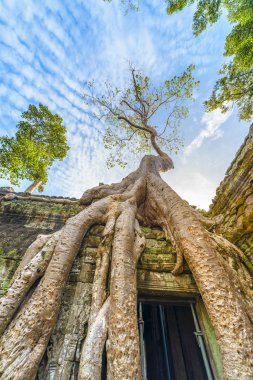 Hedef Kamboçya Angkor tapınakları, doğaya karşı insan binalar, intikamı kucaklayan Ta Prohm ünlü orman ağaç kökleri seyahat.