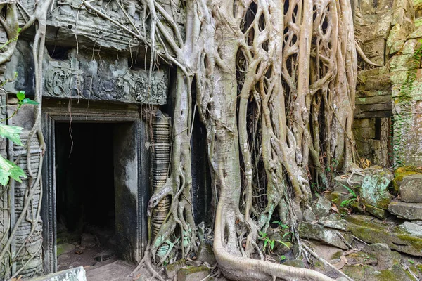 Prohm Famoso Árbol Selva Raíces Abrazando Templos Angkor Venganza Naturaleza —  Fotos de Stock