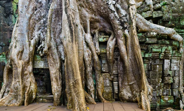 Prohm Famoso Árbol Selva Raíces Abrazando Templos Angkor Venganza Naturaleza —  Fotos de Stock