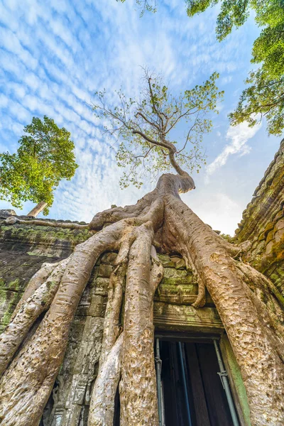 Prohm Berömda Djungel Trädrötter Embracing Angkor Templen Hämnd Naturen Mot — Stockfoto