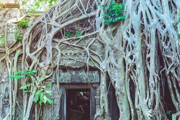 Hedef Kamboçya Angkor Tapınakları Doğaya Karşı Insan Binalar Intikamı Kucaklayan — Stok fotoğraf