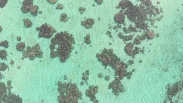 Aérea Mujer Haciendo Snorkel Arrecife Coral Mar Tropical Caribeño Agua — Vídeo de stock